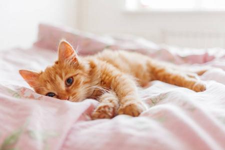 梦见猫睡在我床上
