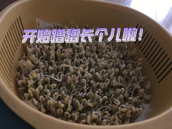梦见绿豆 种绿豆周公解梦,梦见绿豆 种绿豆是什么意思?