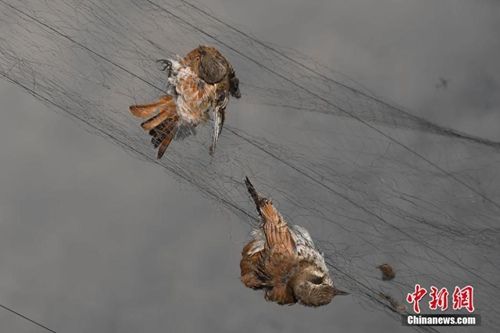 梦见鸟被网住一只死了