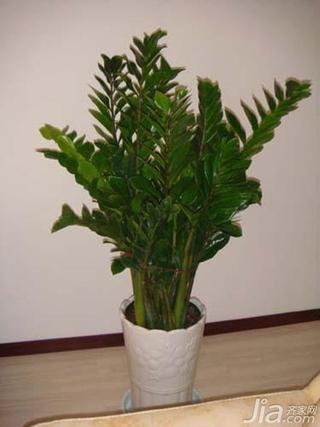 植物风水:详解钱串子花的风水作用