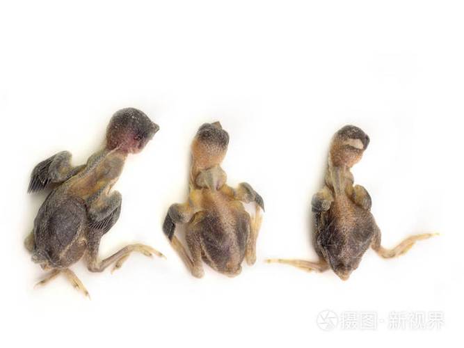 梦见新生的死鸟