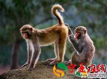 梦见抓了一只小猴子