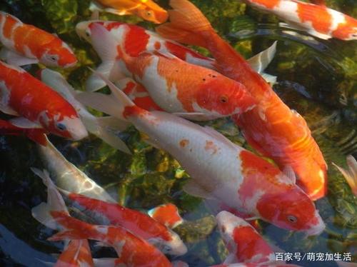 风水招财旺财动物:养鱼的风水守则