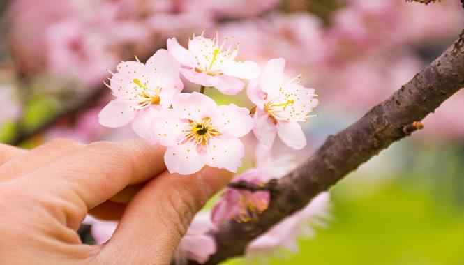 梦见别人摘花