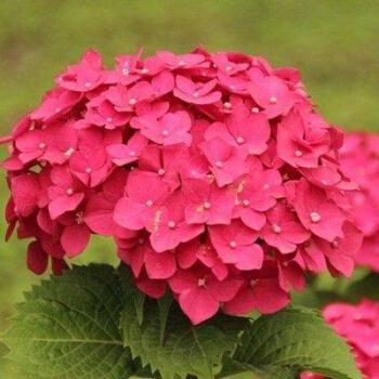 属猪的幸运花是什么花