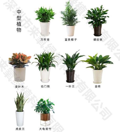 办公室花卉摆放风水禁忌与讲究