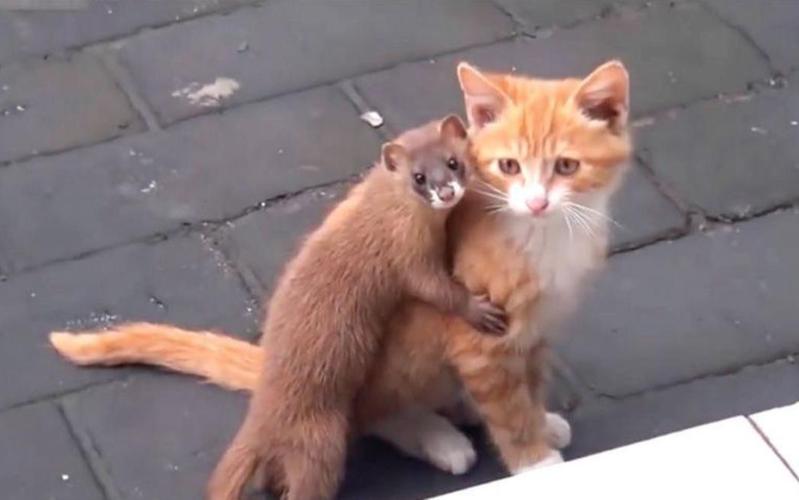 梦见猫咬死黄鼠狼