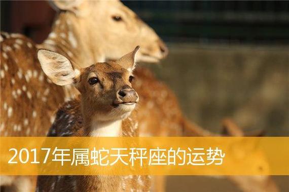 属蛇天秤座2021年财运运势
