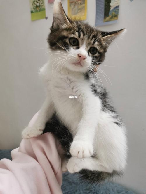 梦见脚趾被猫咬出血