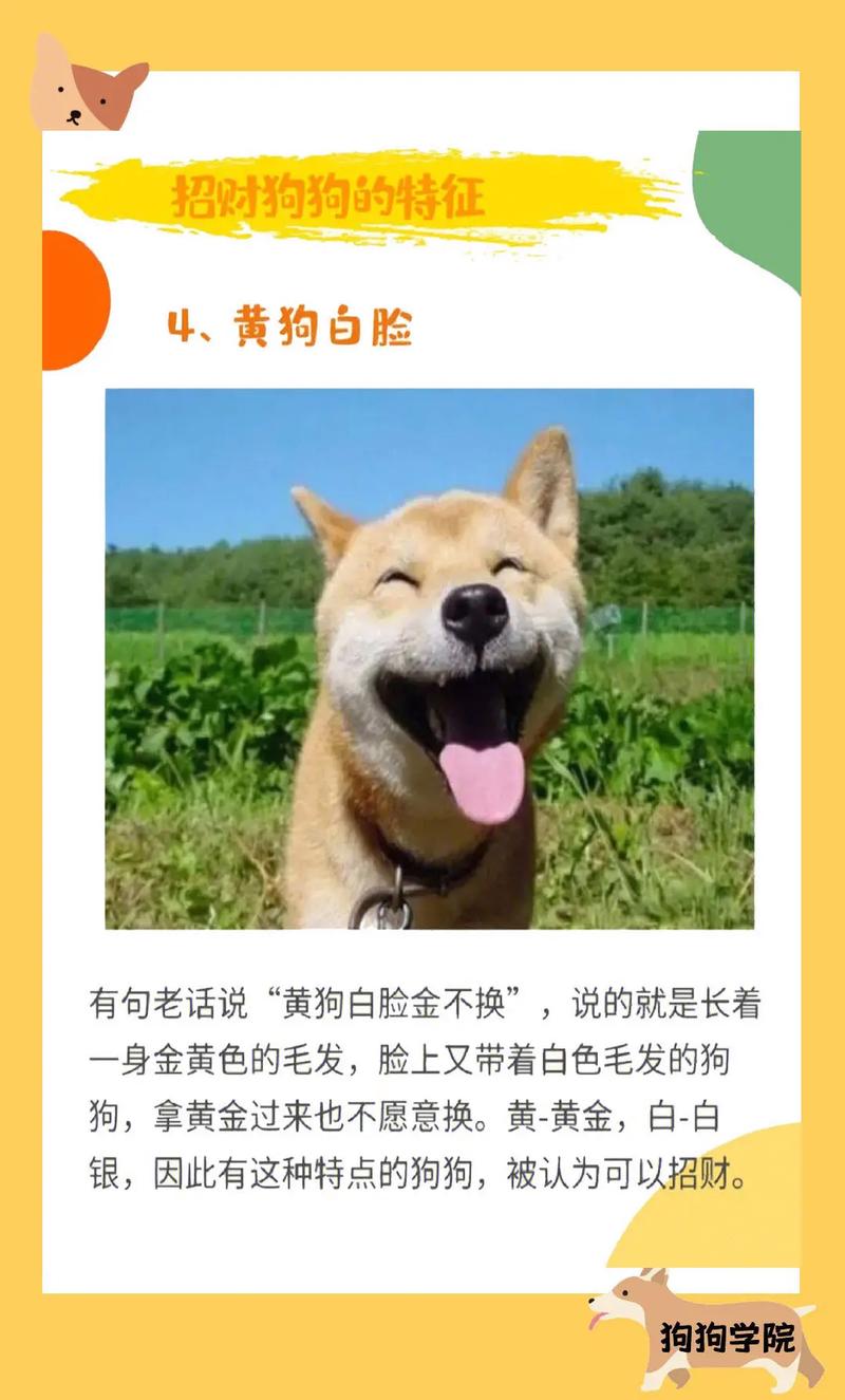 100个招财狗狗名字