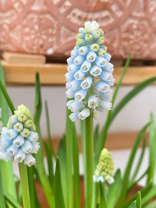 风信子花语,葡萄风信子花语代表着什么
