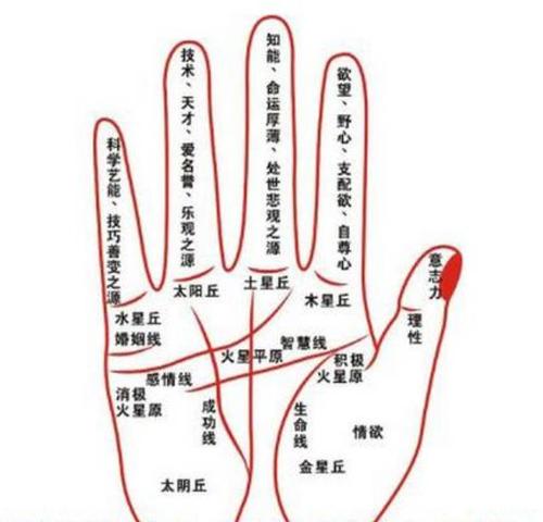 女人手部:其女人手相怎么看财运