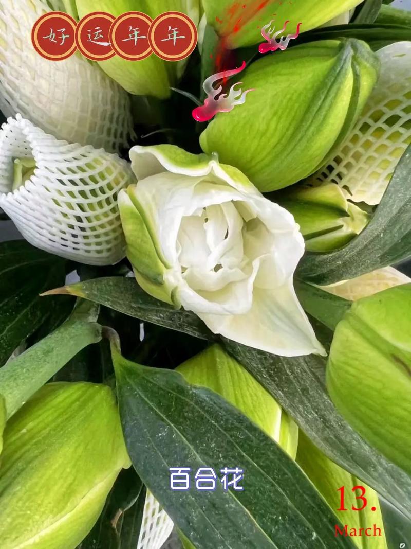 重瓣百合花语是什么,百年好合/庄严清纯/友情等