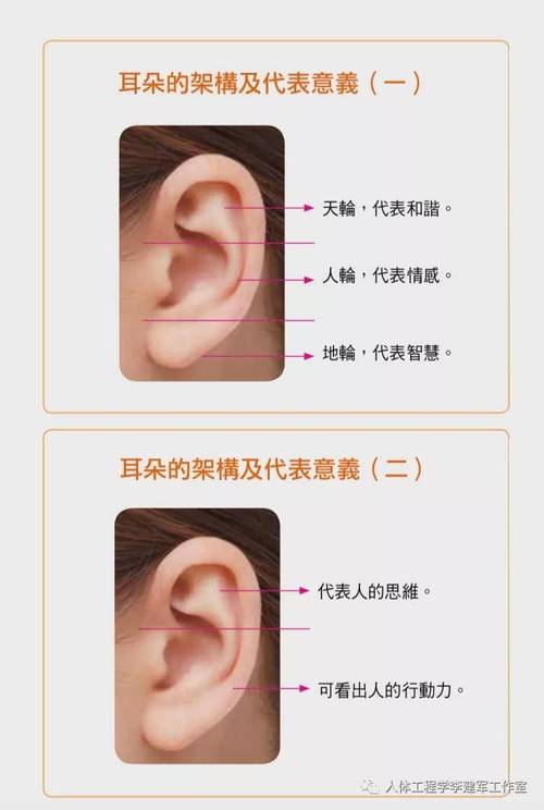 耳朵的形状有几种(这八种耳朵的形状,暴露了一个人的性格)