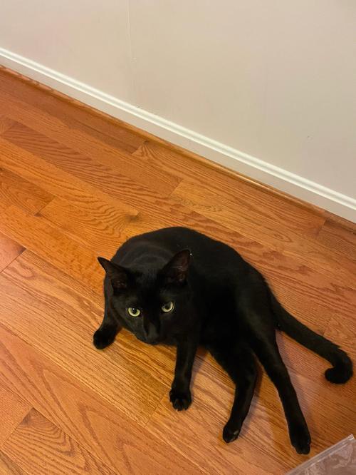 怀孕梦见黑猫
