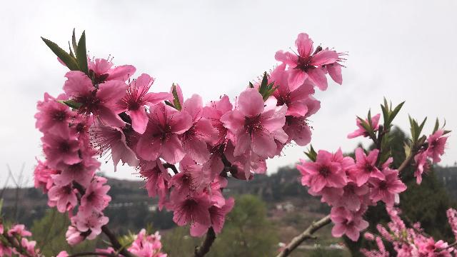 6月期间桃花纷纷
