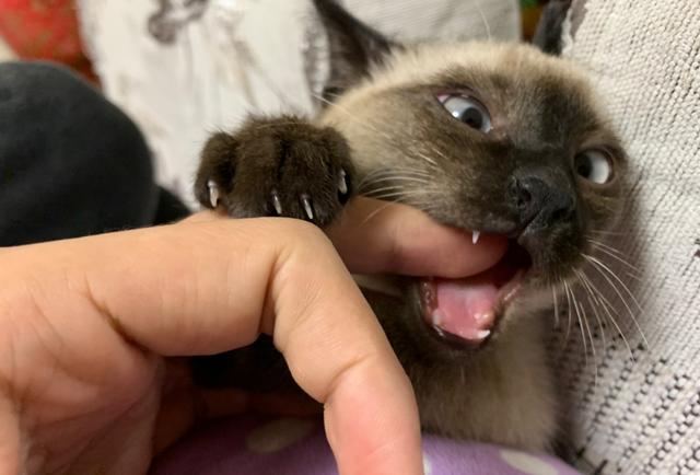 梦见被猫咬了一口什么意思