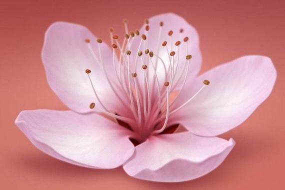 梦见桃花开