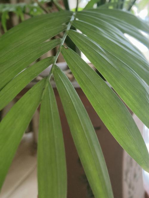 植物花语:袖珍椰子花语是什么?