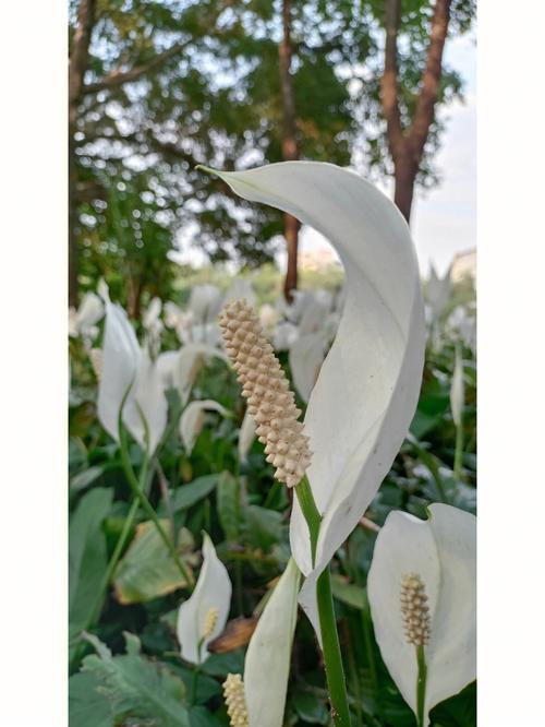 白鹤芋花语象征着什么