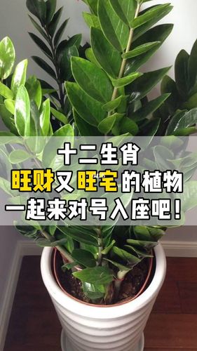 十二生肖的开运植物
