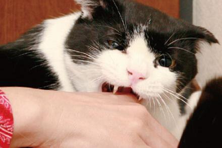梦见猫咪咬我 梦见猫咪咬我缠着不放