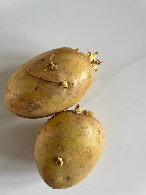 土豆发新芽