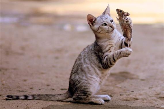 梦见被猫追