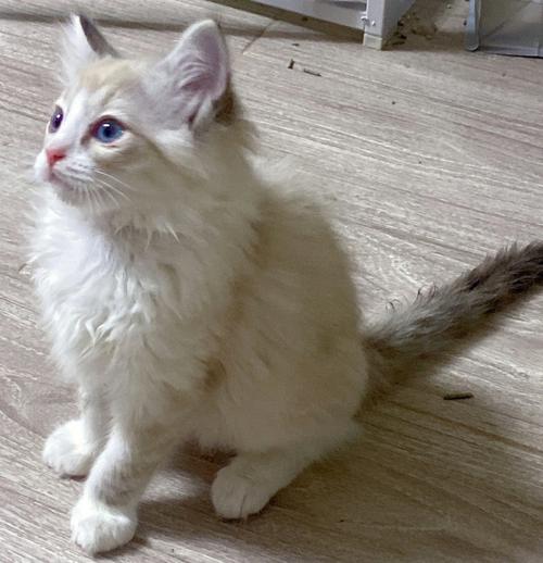 双鱼座最适合养的宠物猫
