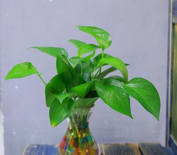 属马财位放什么植物好