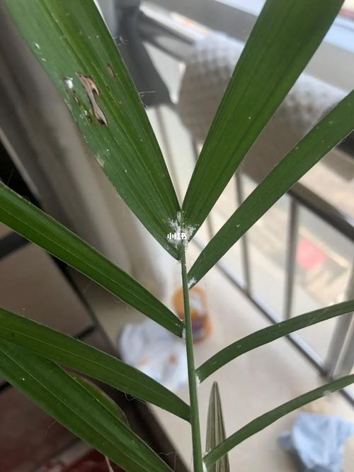 夏威夷竹子的风水作用,只是挡气而已