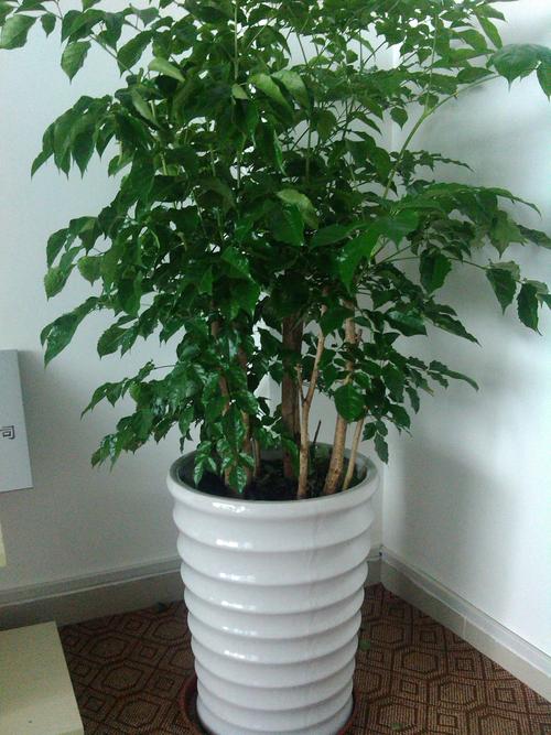 富贵树怎么浇水?看土壤,查温度