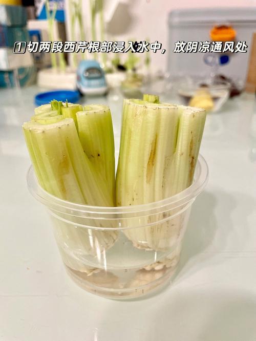 梦见买芹菜怎么回事
