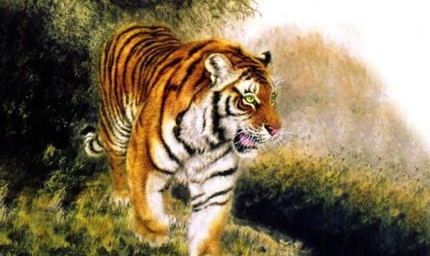 属虎男人一生的命运