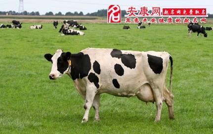 梦见母牛怎么回事