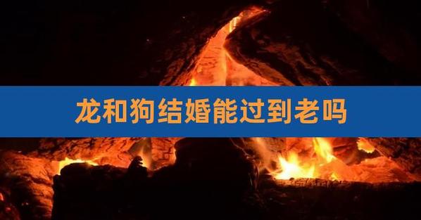 龙和狗结婚能过到老吗