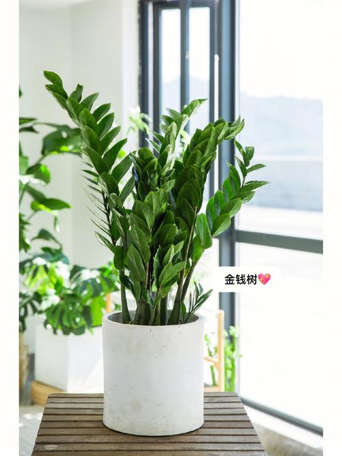 客厅绿植摆放风水的具体要求有哪些