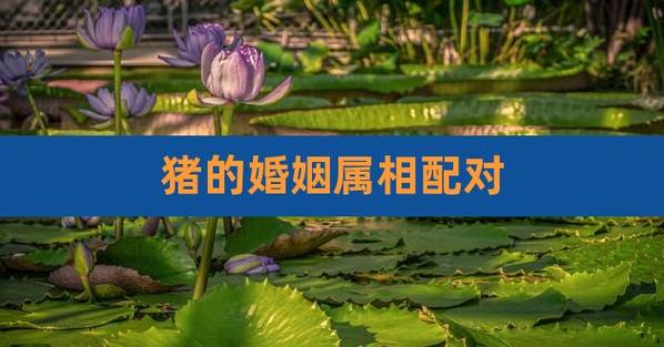 肖猪者的配对