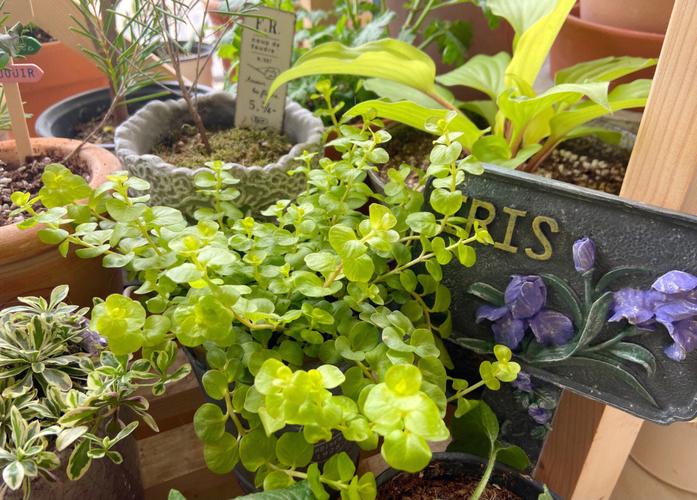 风水阳台上不适合养的植物