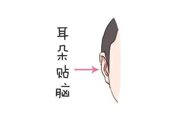 解析耳朵~~由耳朵看富贵