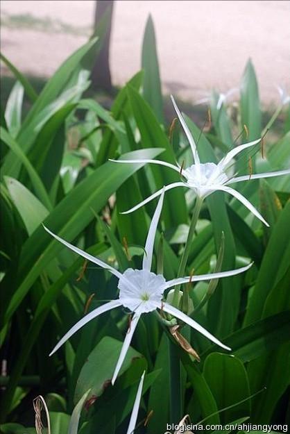 花语科普:蜘蛛兰花语是什么
