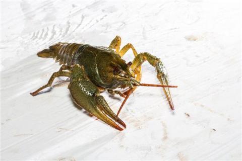 梦见海鲜是什么意思