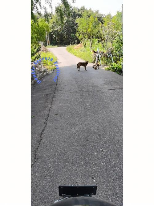 梦见狗拦住去路是什么意思