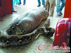 梦见大蛇吃人怎么回事