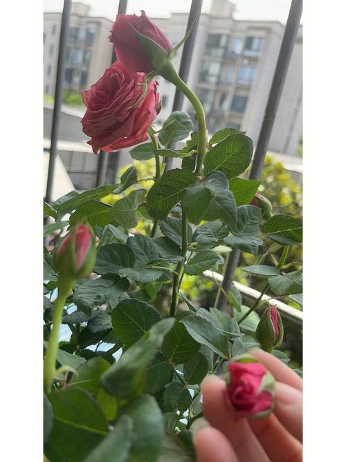 花中西施是什么花?
