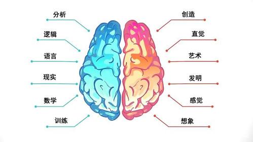 你偏重使用左半脑还是右半脑