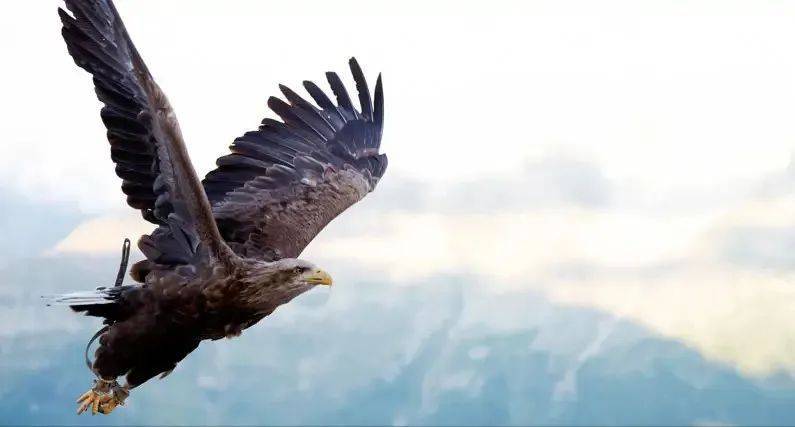选择时要么犹犹豫豫、要么义无反顾的生肖