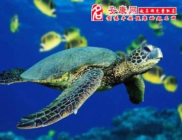 梦到海龟是什么意思