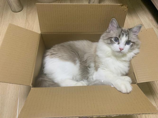 梦见猫穿衣