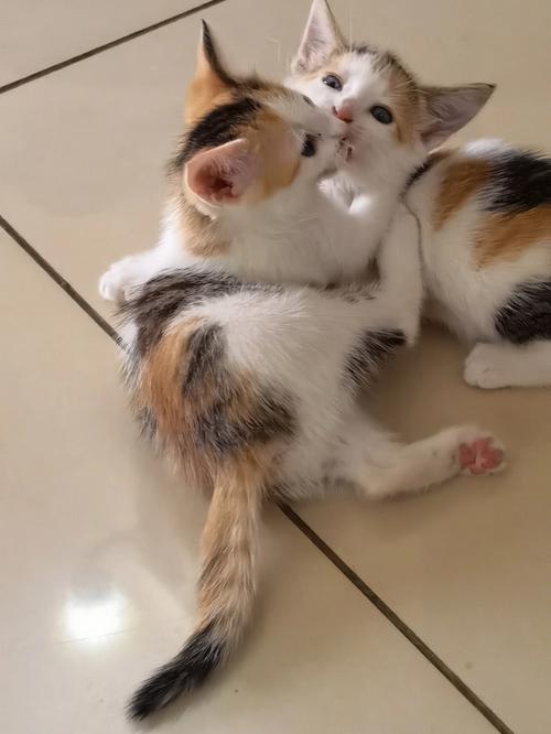 梦见猫和猫打架